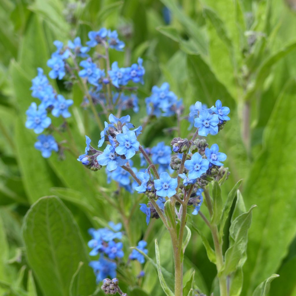 Cynoglossum amabile Firmament - seeds