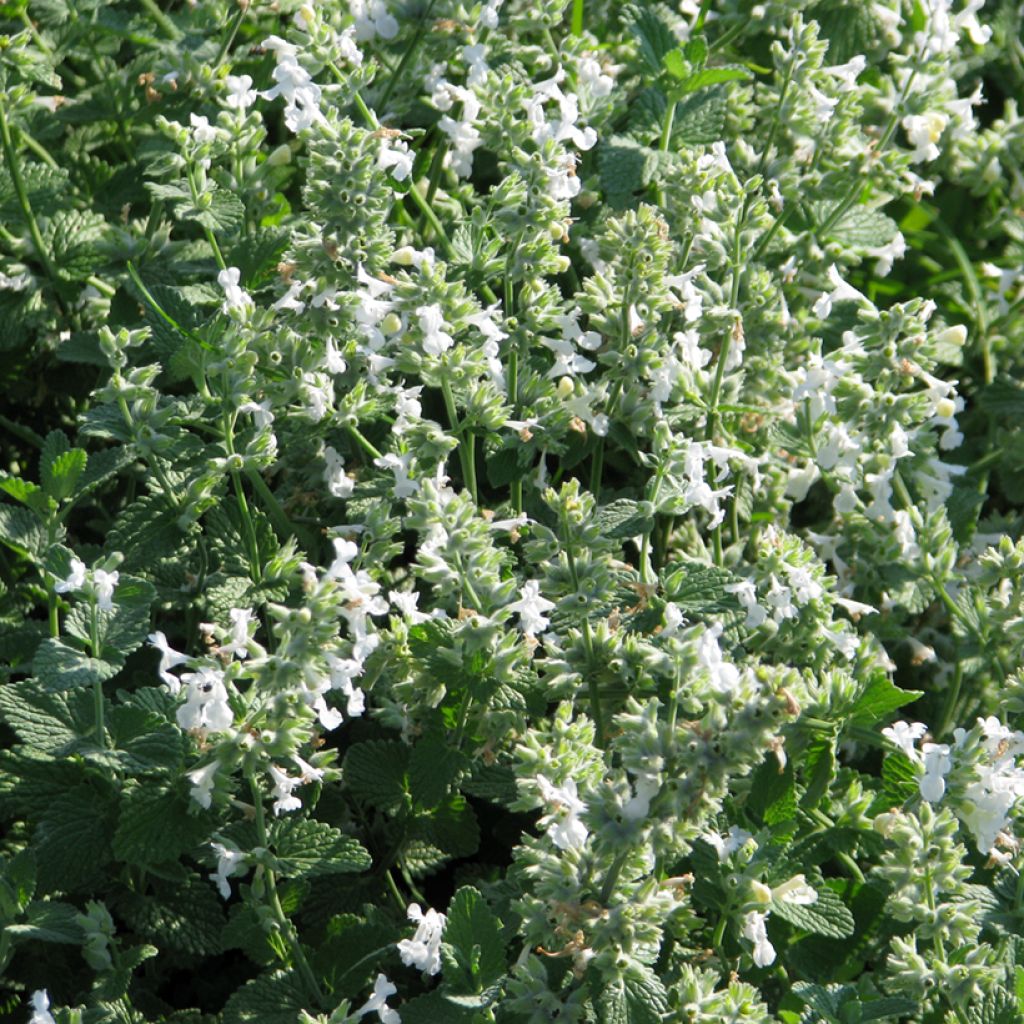 White Nepeta racemosa Seeds - Catmint