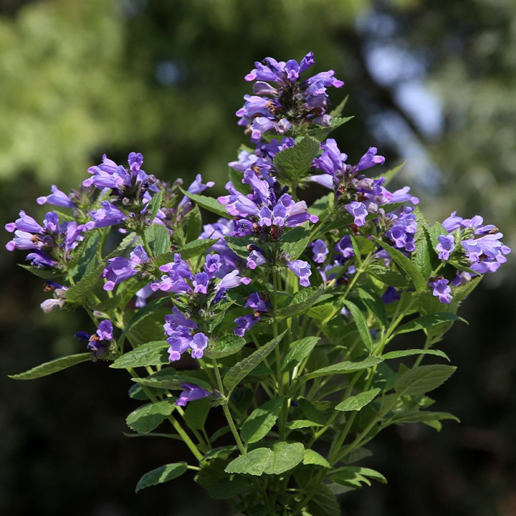 Nepeta subsessilis Dark Blue Panther - Catnip