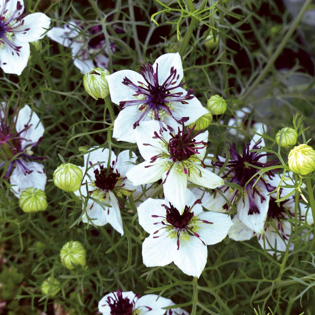 Love-in-a-mist African Bride Seeds - Nigella papillosa