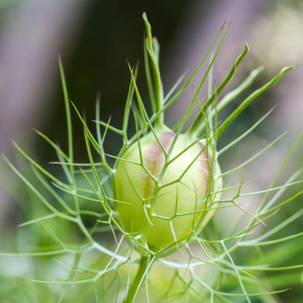 Love-in-a-mist Albion Green Pod Seeds - Nigella damascena