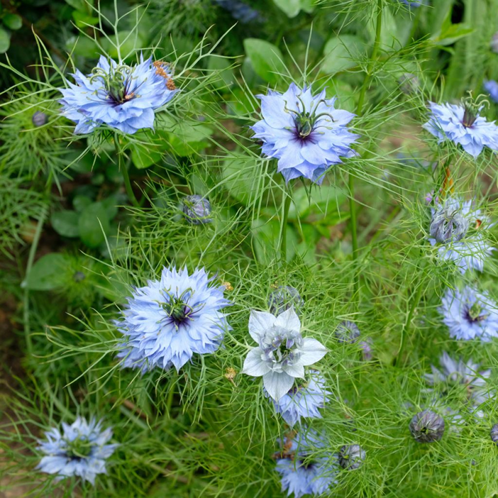 Love-in-a-mist Miss Jekyll Blue Seeds - Nigella damascena