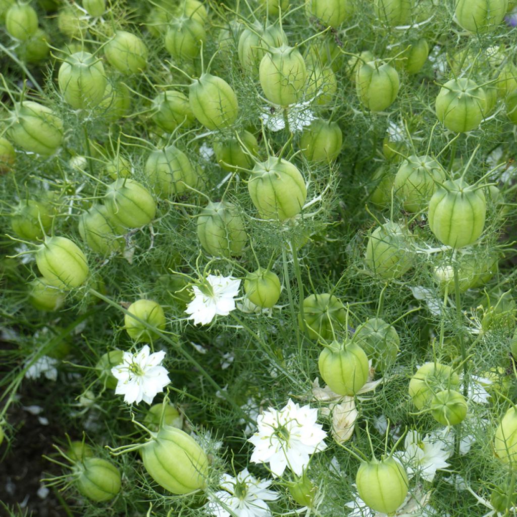 Nigella damascena Mix organic seeds - Love-in-a-mist, Devil-in-the-bush, Ragged lady