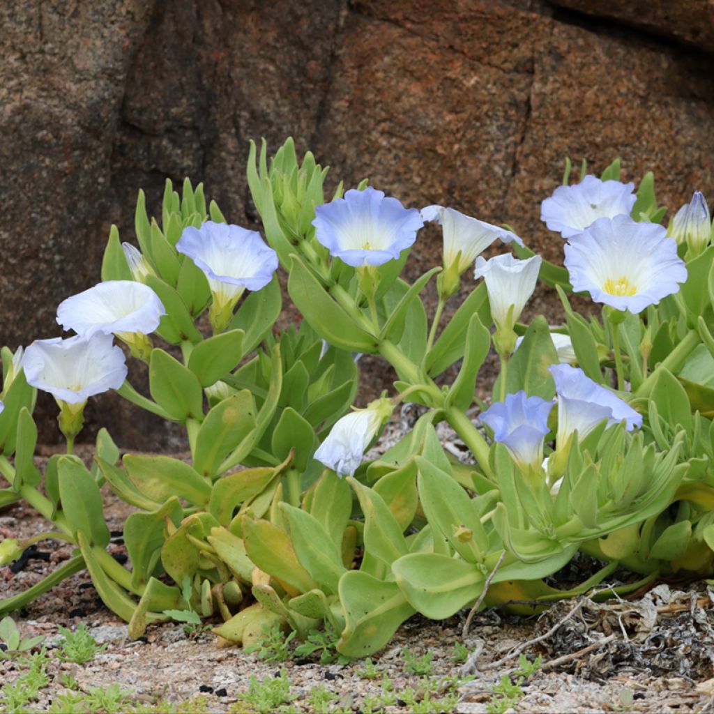 Nolana paradoxa seeds