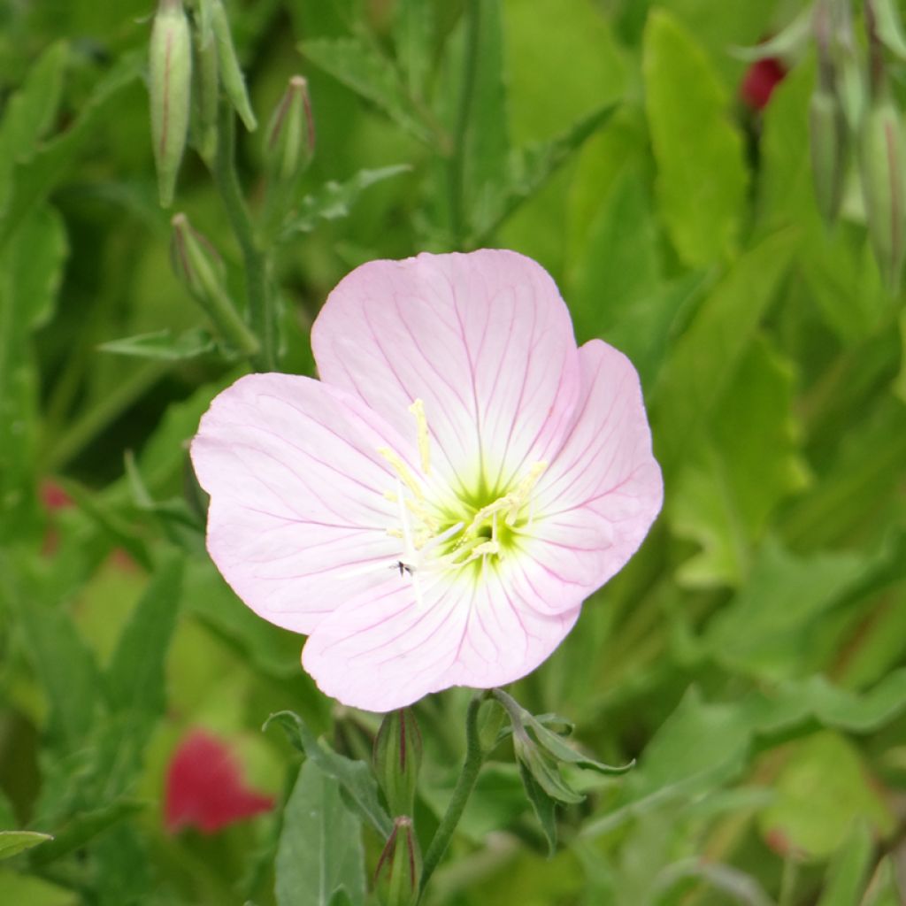 Oenothera speciosa Evening Pink Seeds - Evening Primrose