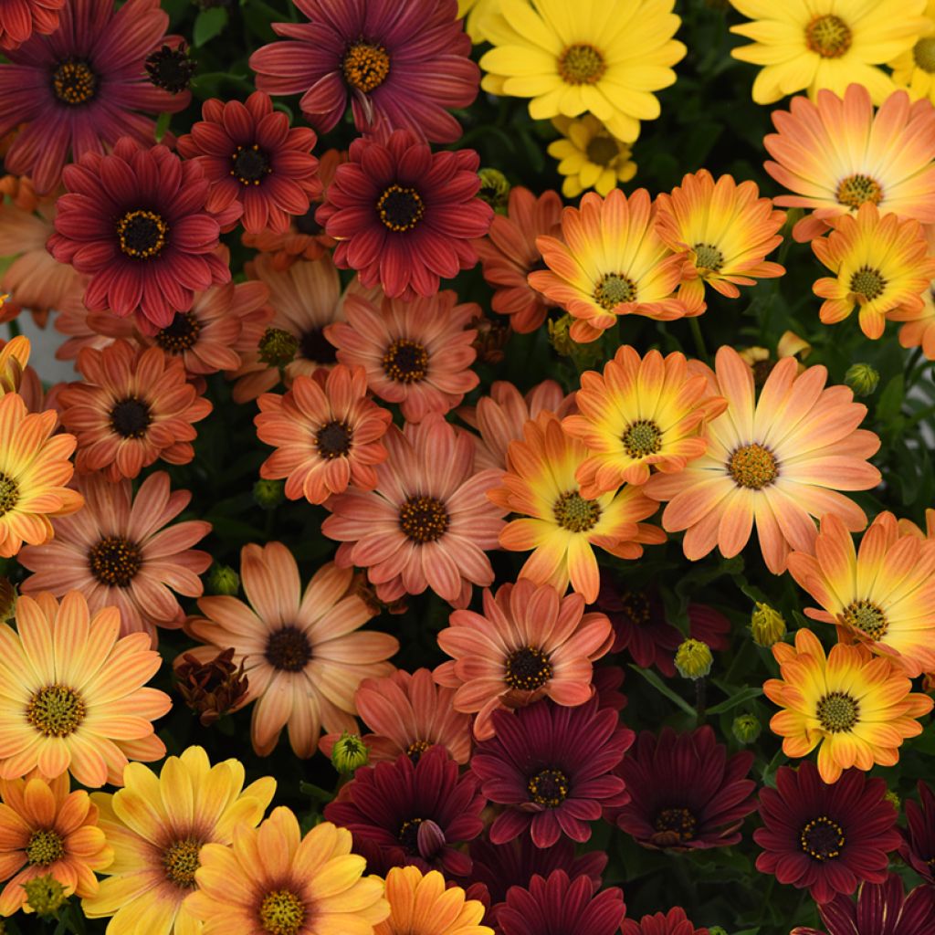 Osteospermum Akila Sunset Shades seeds - Cape Daisy