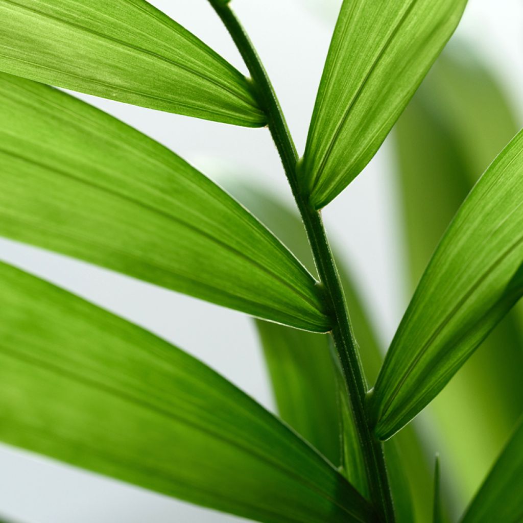 Chamaedorea elegans Collinea seeds - Mountain palm