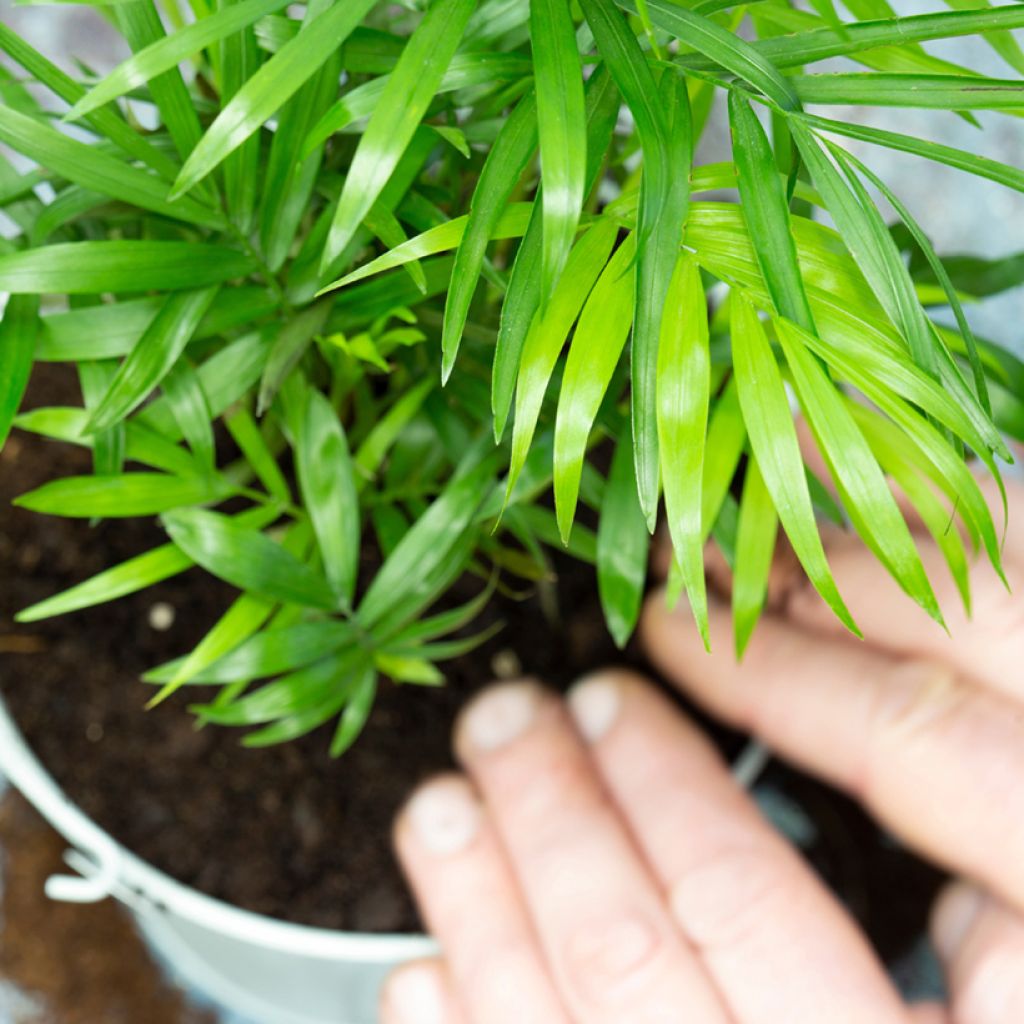 Chamaedorea elegans Collinea seeds - Mountain palm