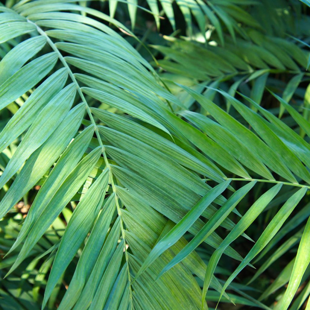 Chamaedorea elegans Collinea seeds - Mountain palm