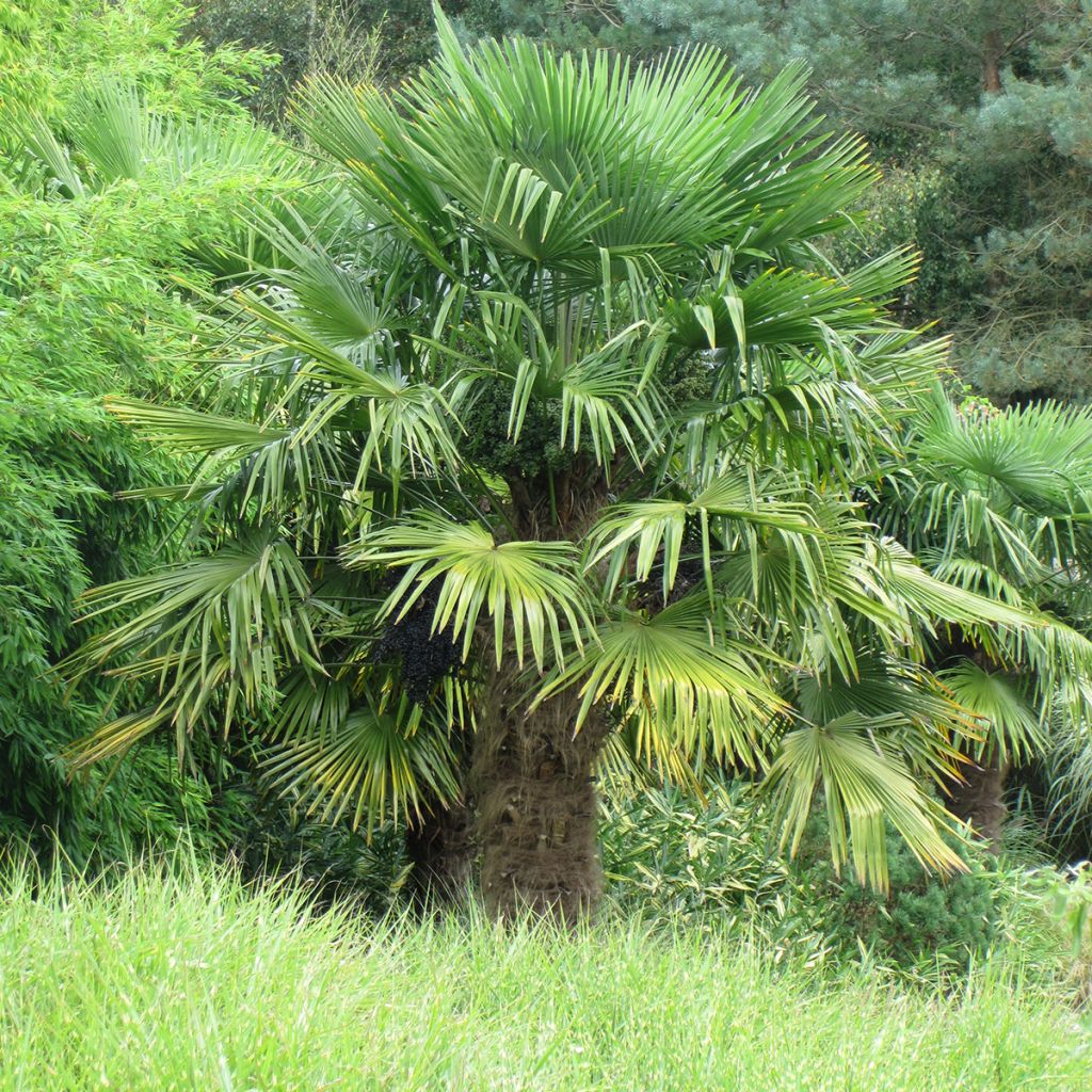 Chusan palm Seeds - Trachycarpus fortunei