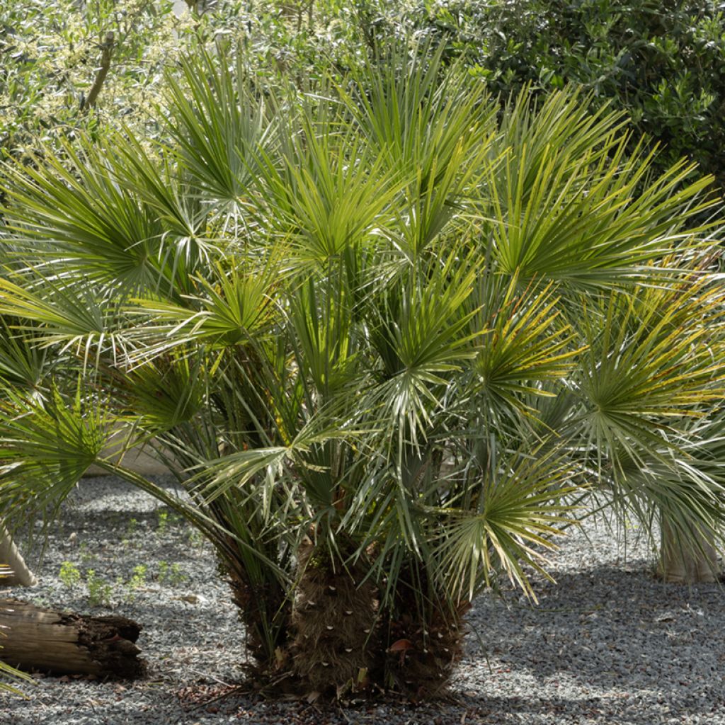 Chamaerops humilis - Dwarf fan palm
