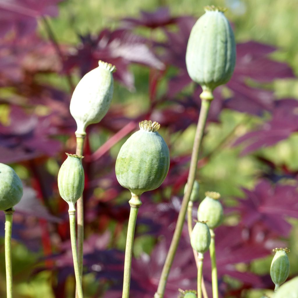 Opium Poppy Bowling Ball - Papaver somniferum seeds