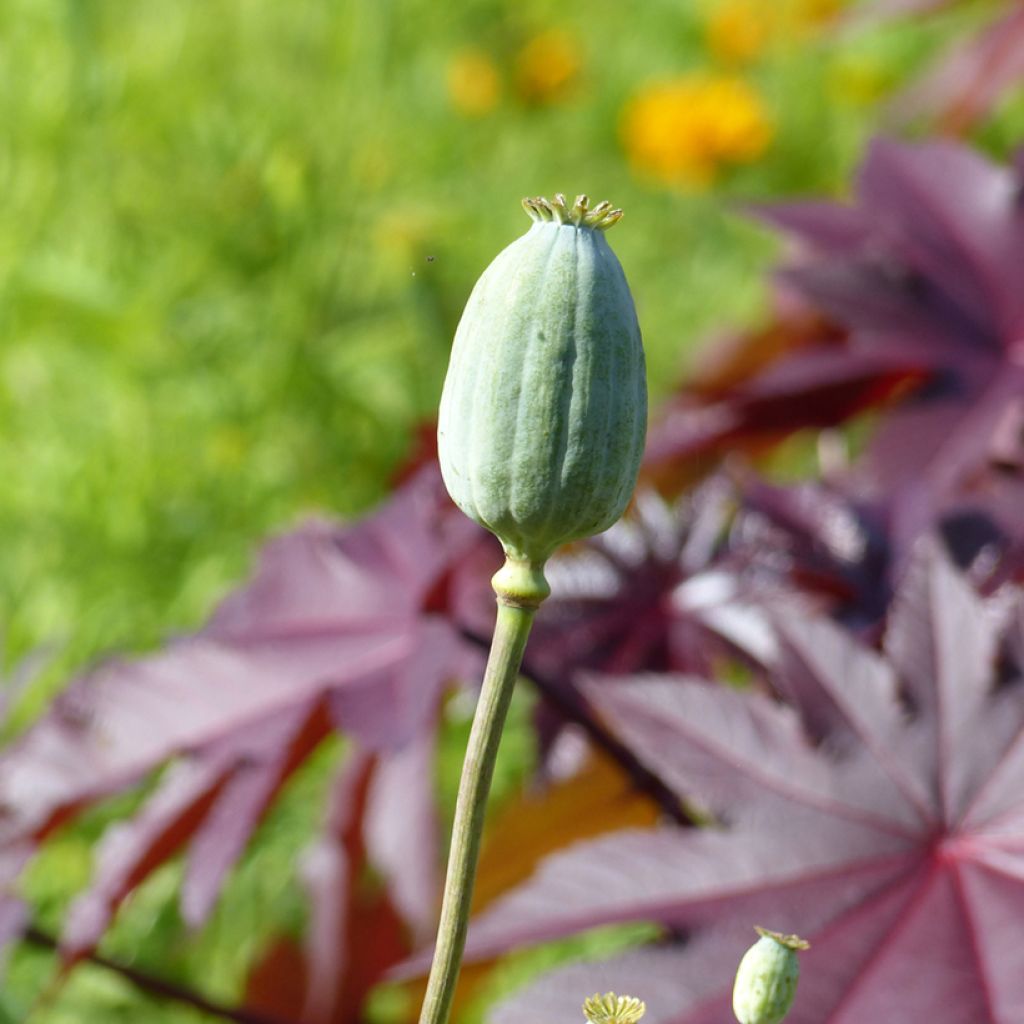 Opium Poppy Bowling Ball - Papaver somniferum seeds