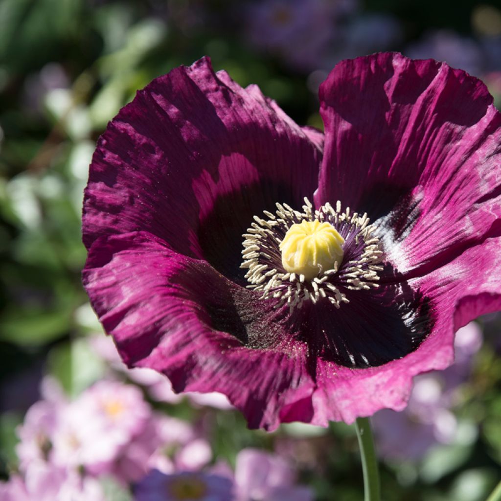 Papaver somniferum Lauren's Grape - Opium Poppy seeds