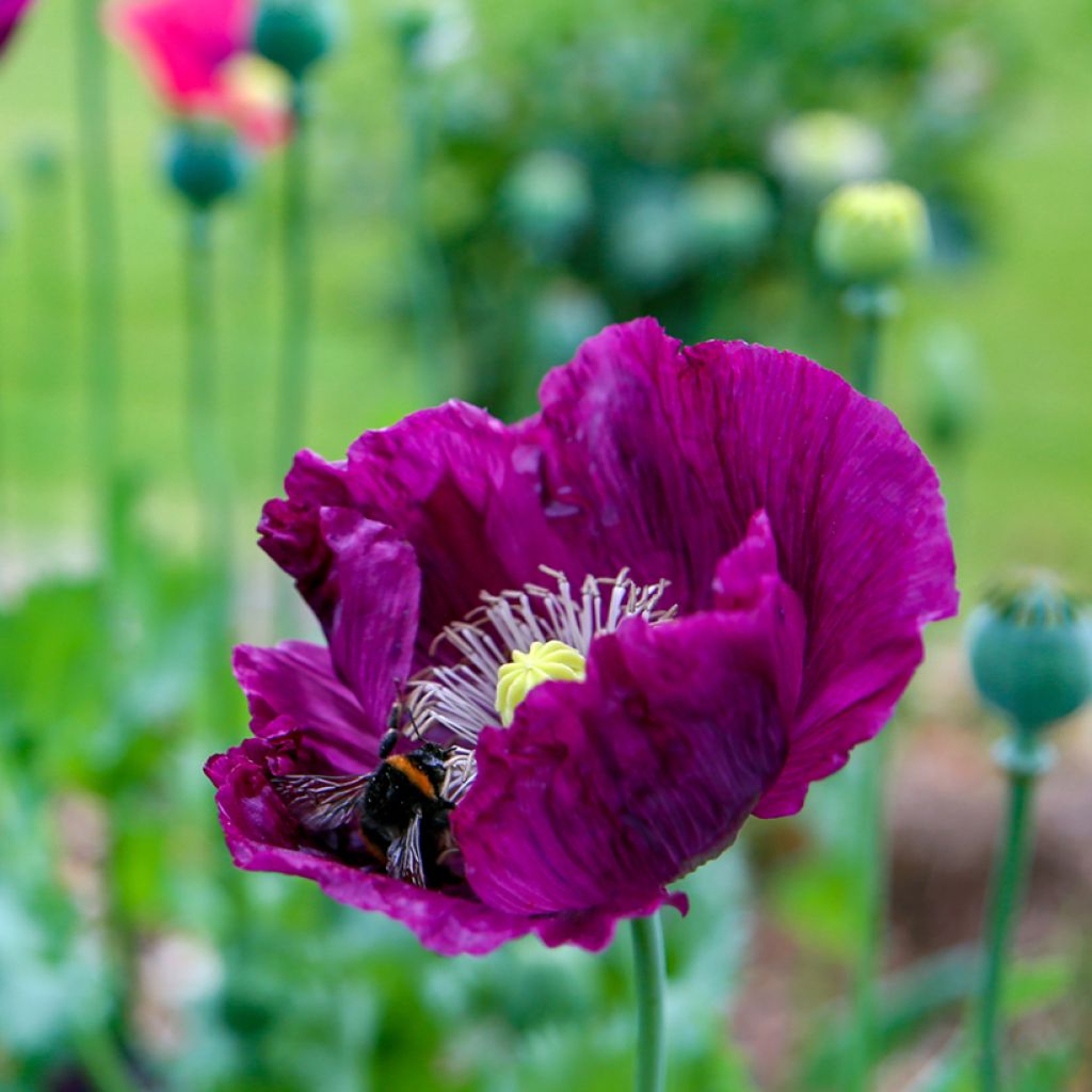 Papaver somniferum Lauren's Grape - Opium Poppy seeds