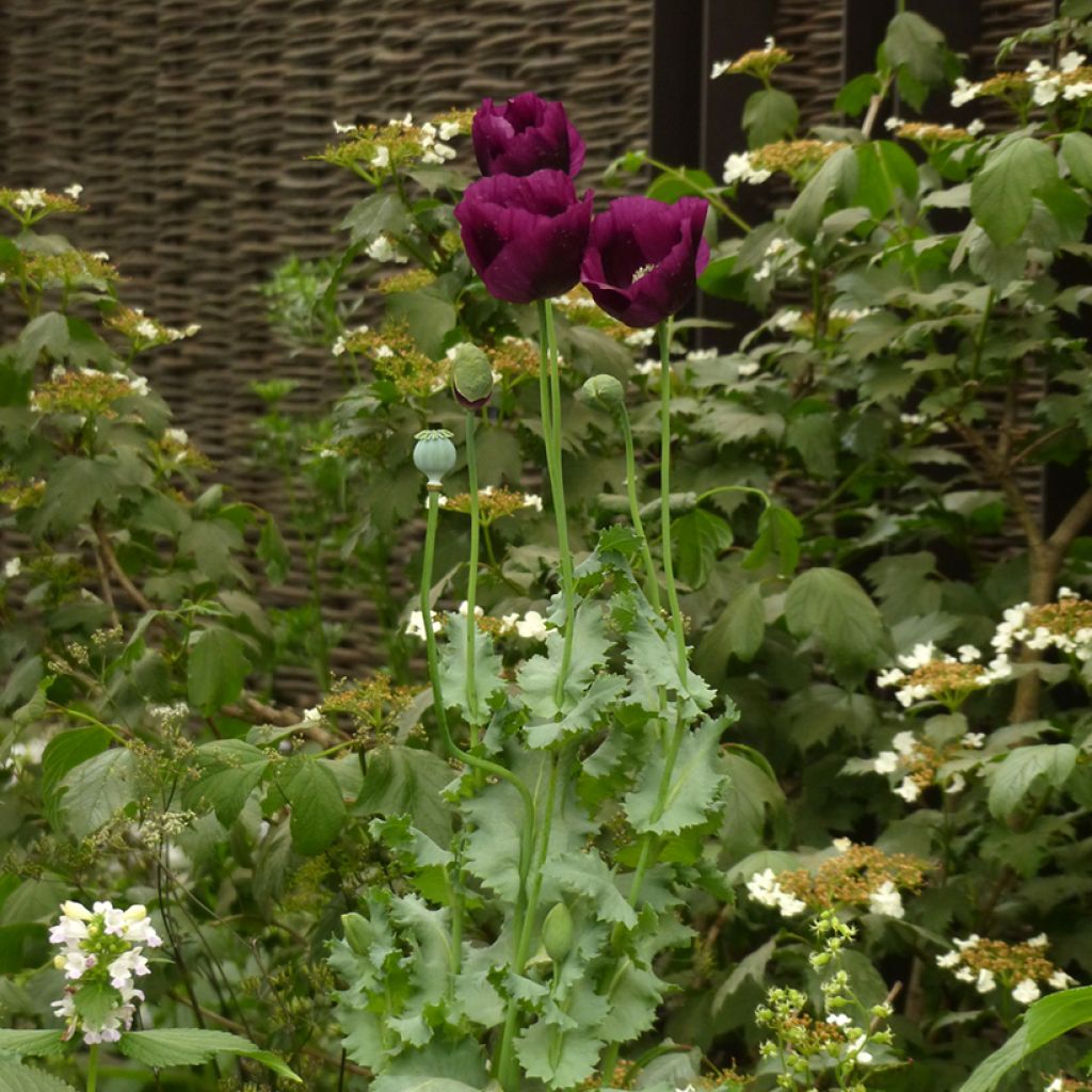 Papaver somniferum Lauren's Grape - Opium Poppy seeds