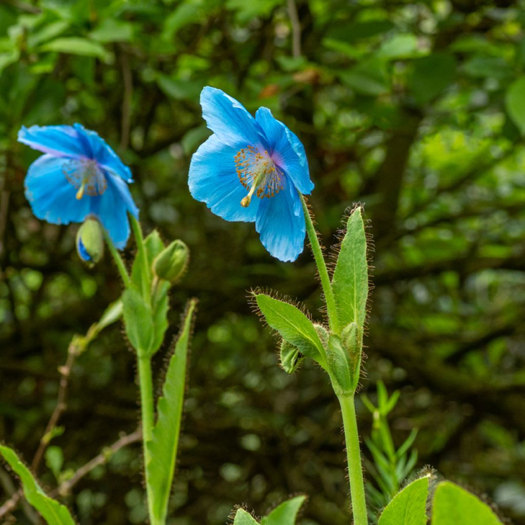 Meconopsis betonicifolia Seeds - Blue Poppy