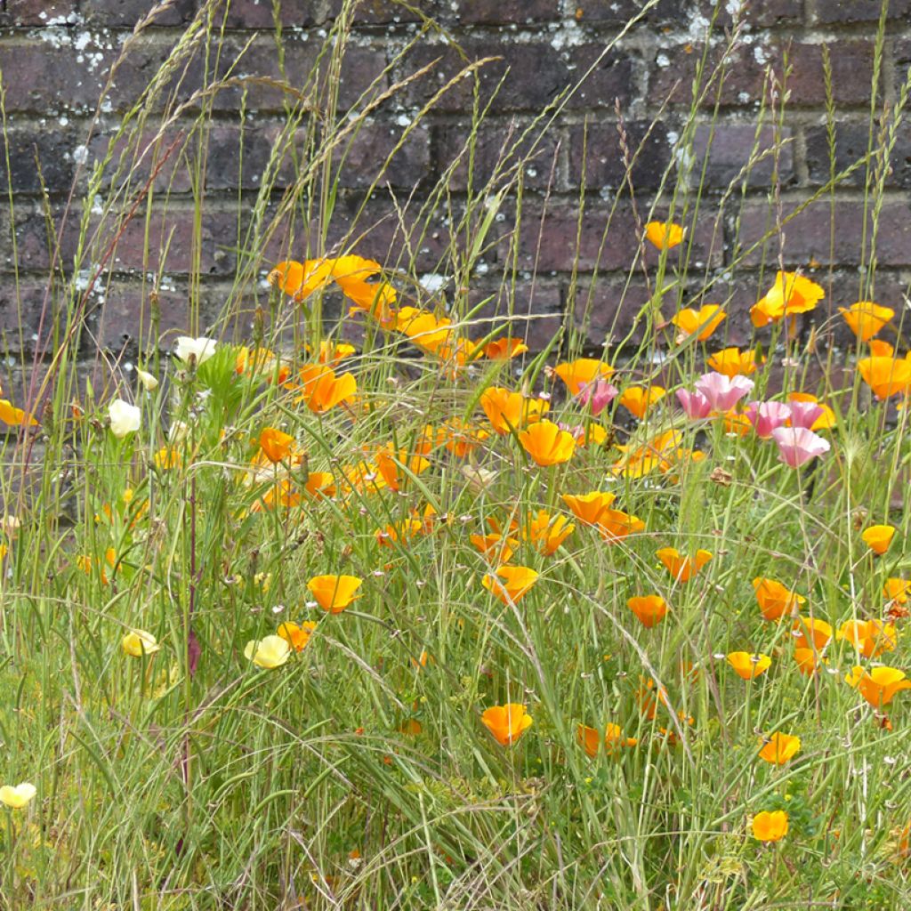 California Poppy Garden Mix Seeds - Eschscholzia californica