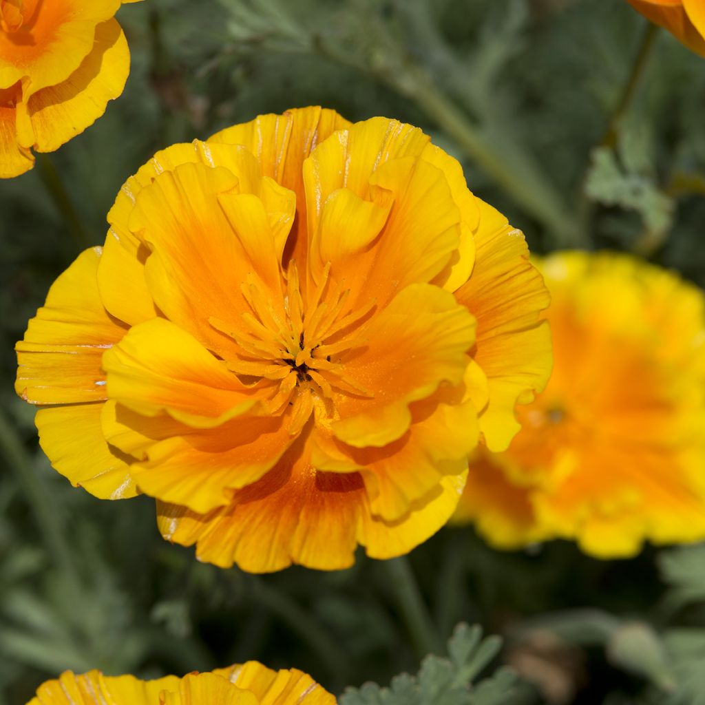 Eschscholzia californica Lady Marmalade - California poppy seeds