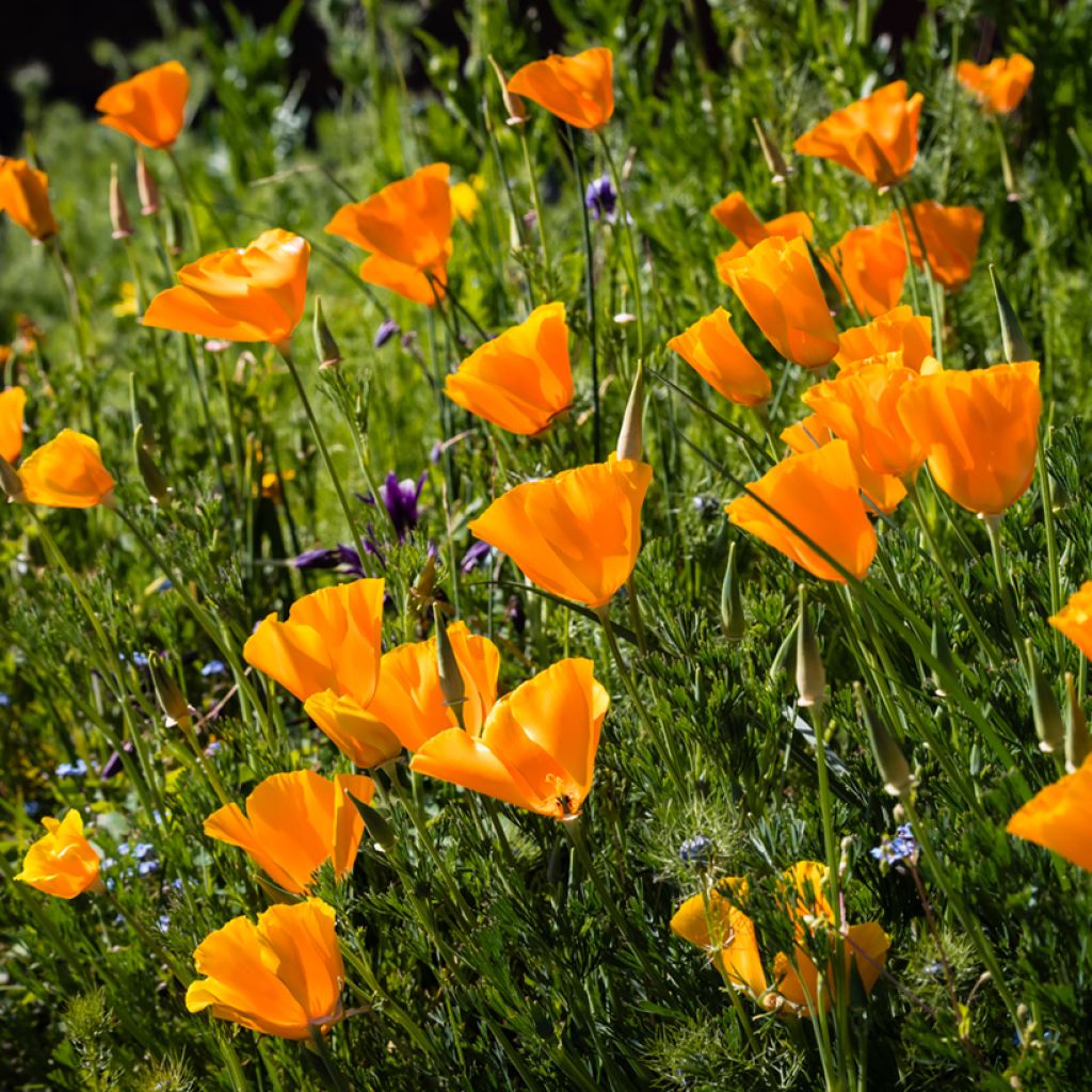 California Poppy Orange King Seeds - Eschscholzia californica