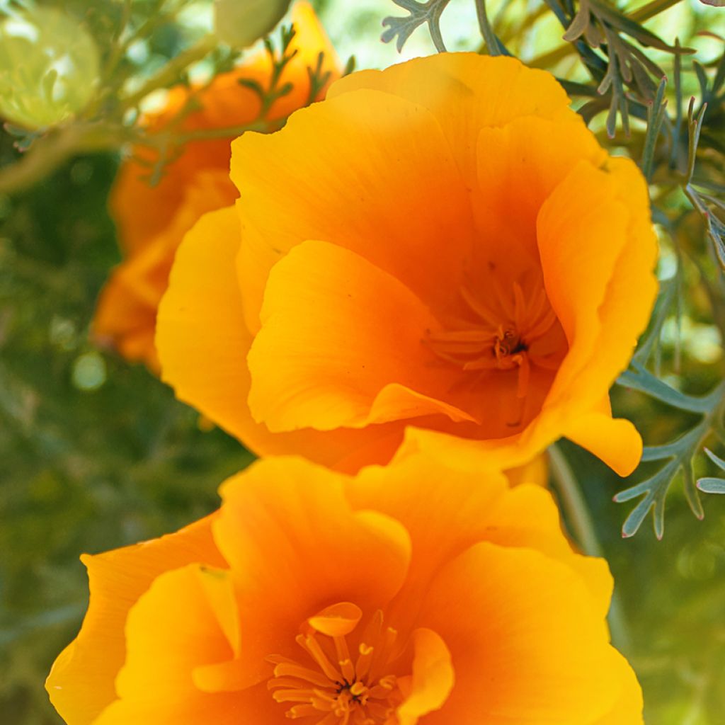 California Poppy Orange King Seeds - Eschscholzia californica