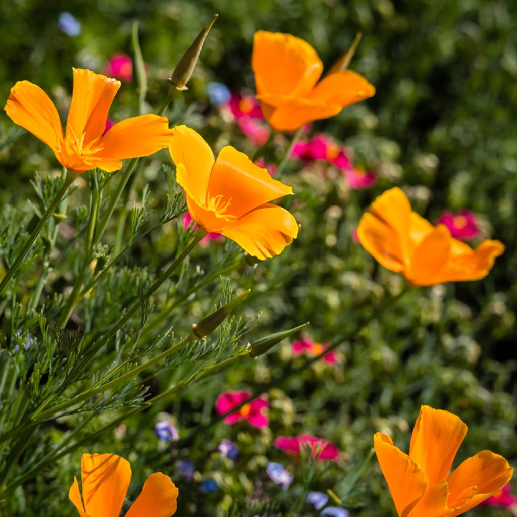 California Poppy Orange King Seeds - Eschscholzia californica