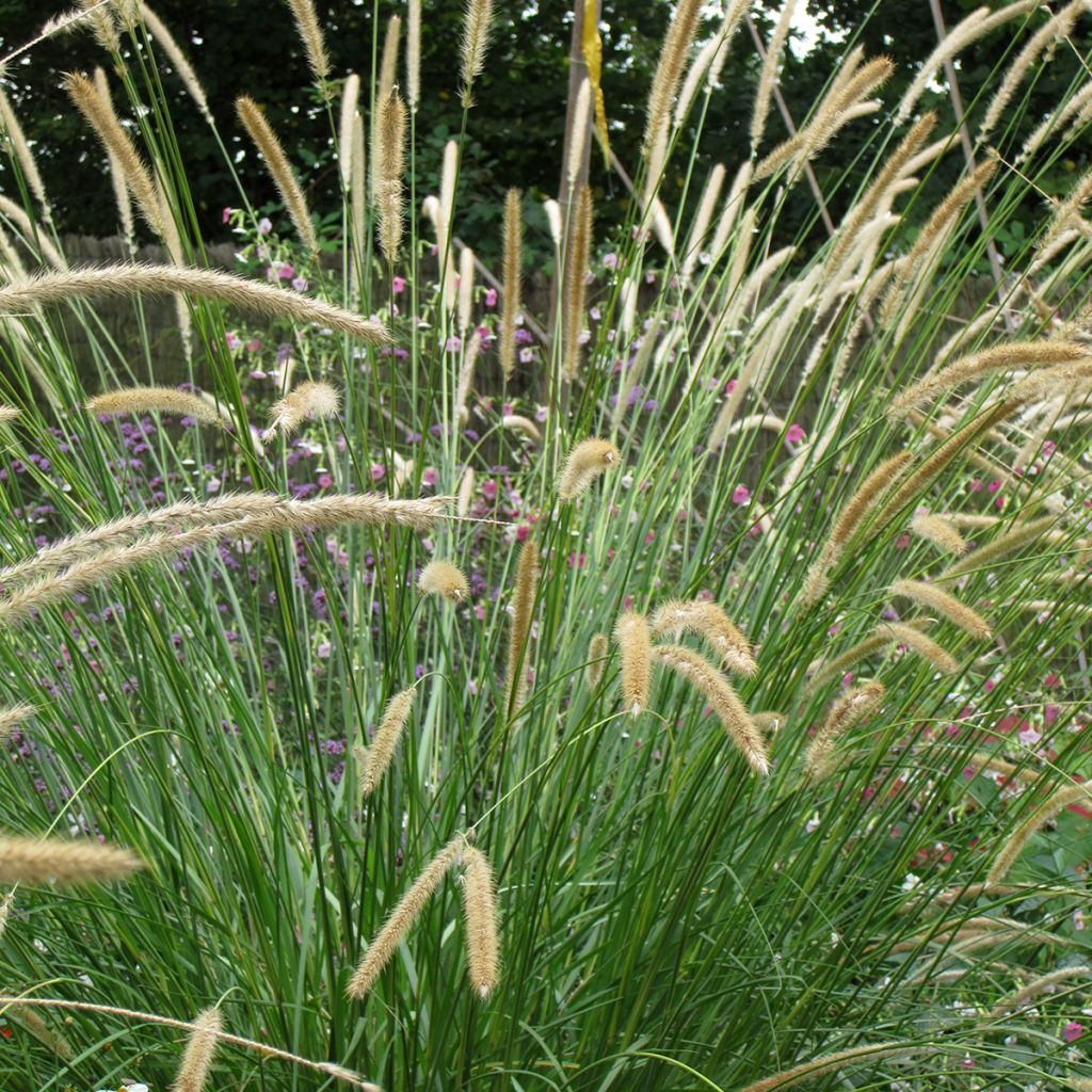 Pennisetum macrourum Tail Feathers Seeds - African feather grass