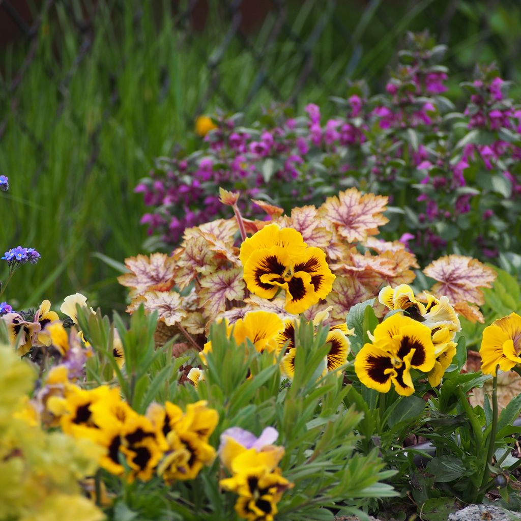Viola Rococo - Swiss Garden Pansy Seeds