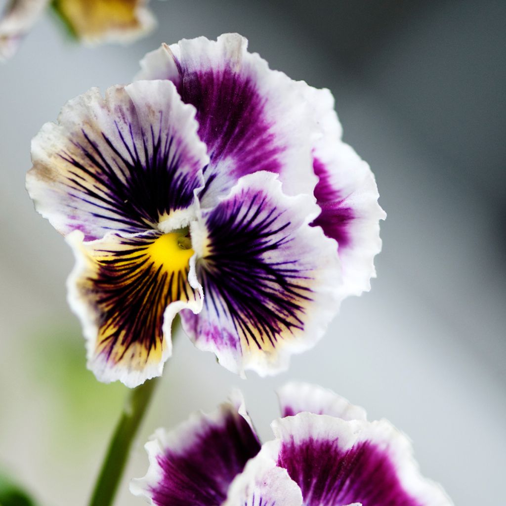 Viola Rococo - Swiss Garden Pansy Seeds