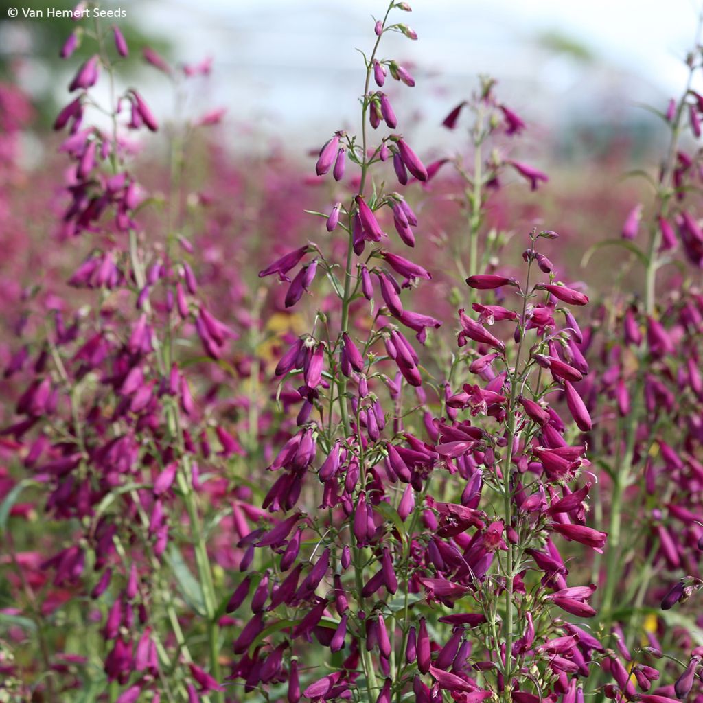 Penstemon barbatus Twizzle Purple - seeds