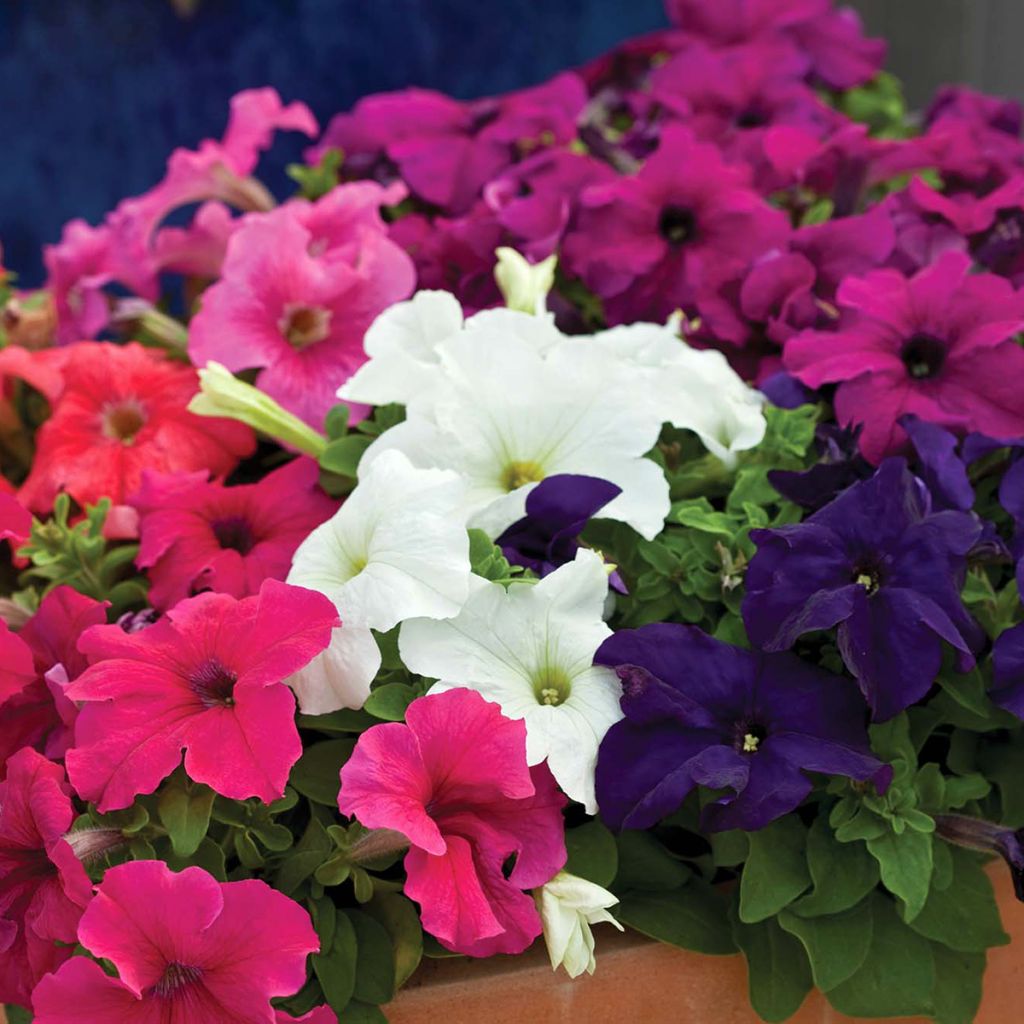 Petunia Espresso Grande Mix - seeds