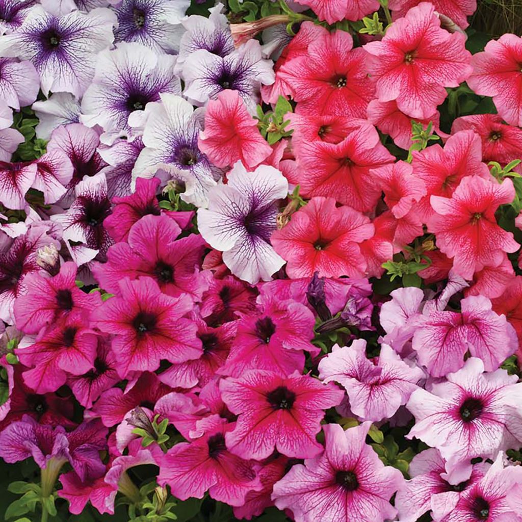 Petunia Prism Sundae Mix - seeds