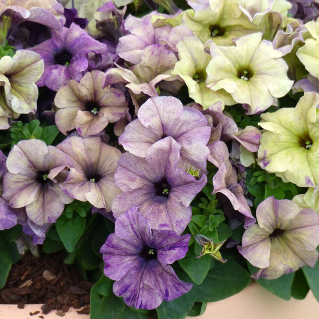 Petunia Shake F1 Blueberry Seeds