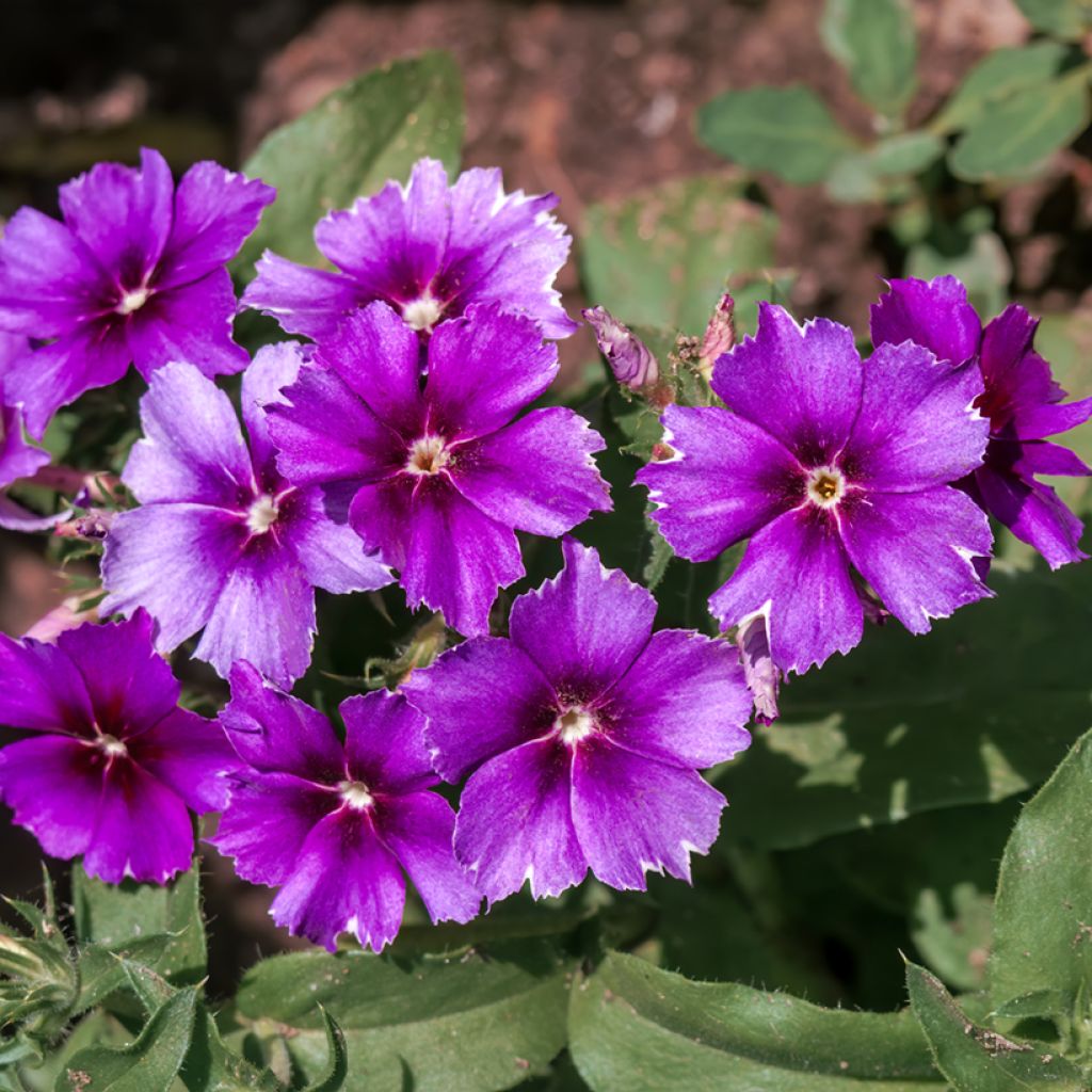 Phlox drummondii Blueberry Swirl seeds - Drummond Phlox