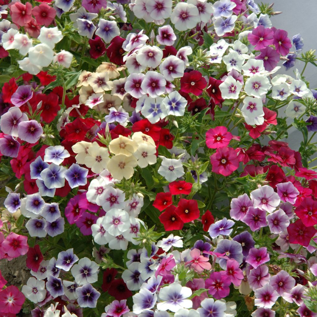 Phlox drummondii Tapestry Mix - seeds