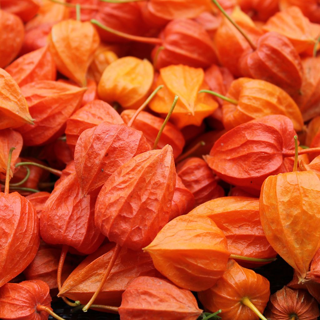 Physalis alkekengi Seeds - Chinese lantern