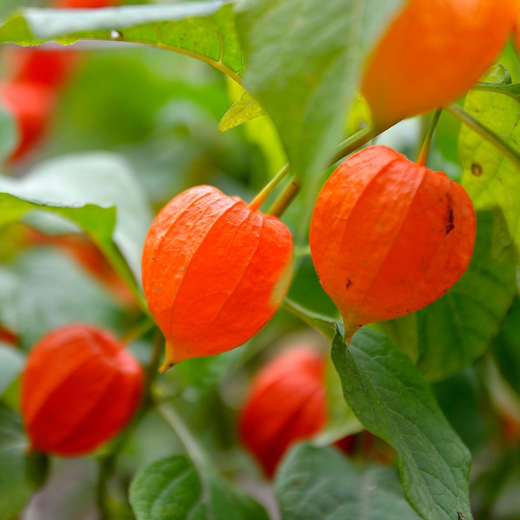 Physalis alkekengi Seeds - Chinese lantern