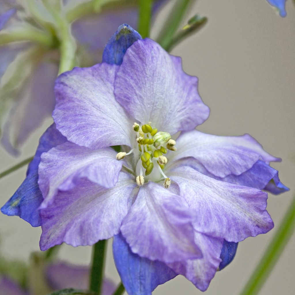 Delphinium Fancy Purple Picotee seeds - Annual Larkspur