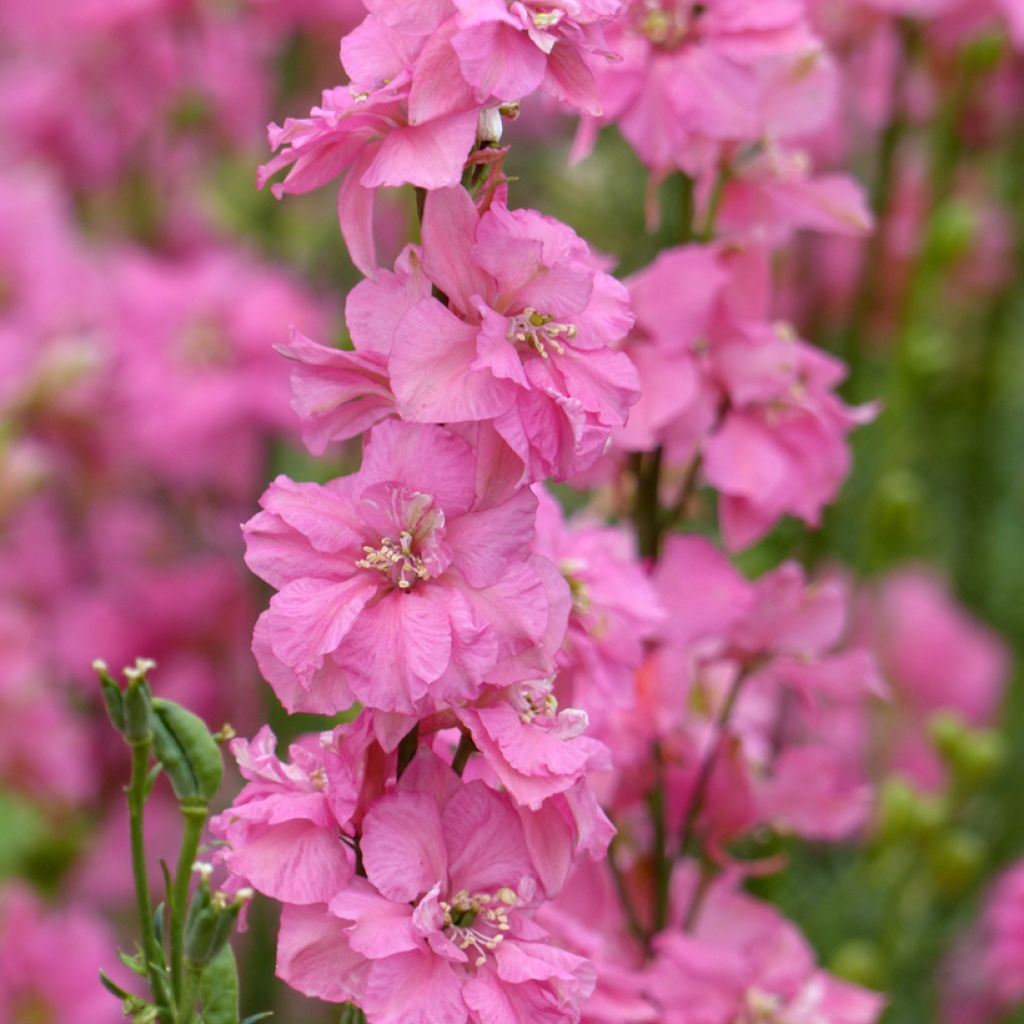 Consolida regalis QIS Rose - seeds