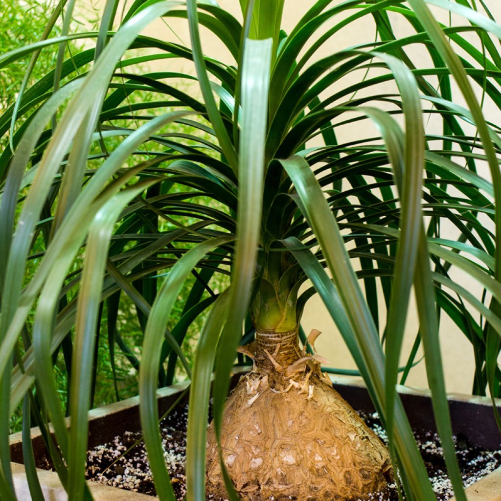 Beaucarnea recurvata - Elephant's foot seeds