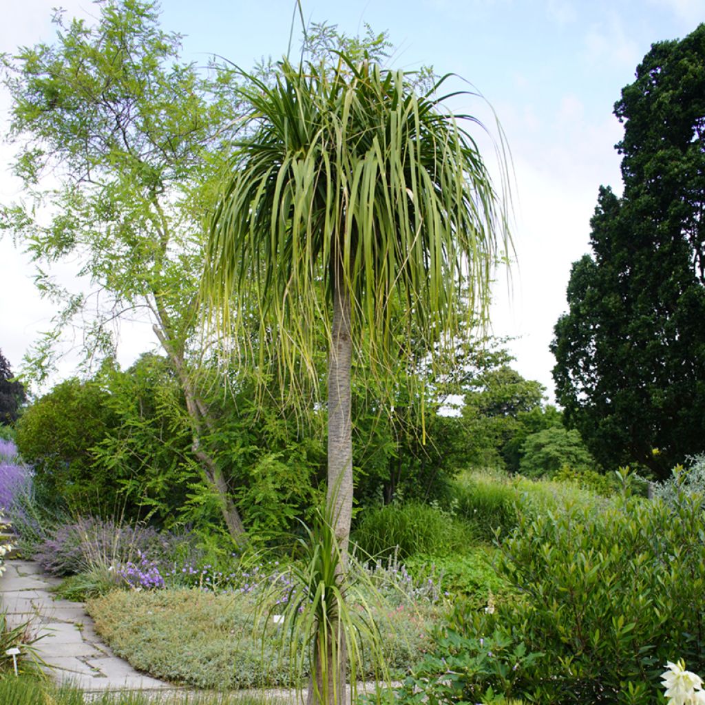 Beaucarnea recurvata - Elephant's foot seeds
