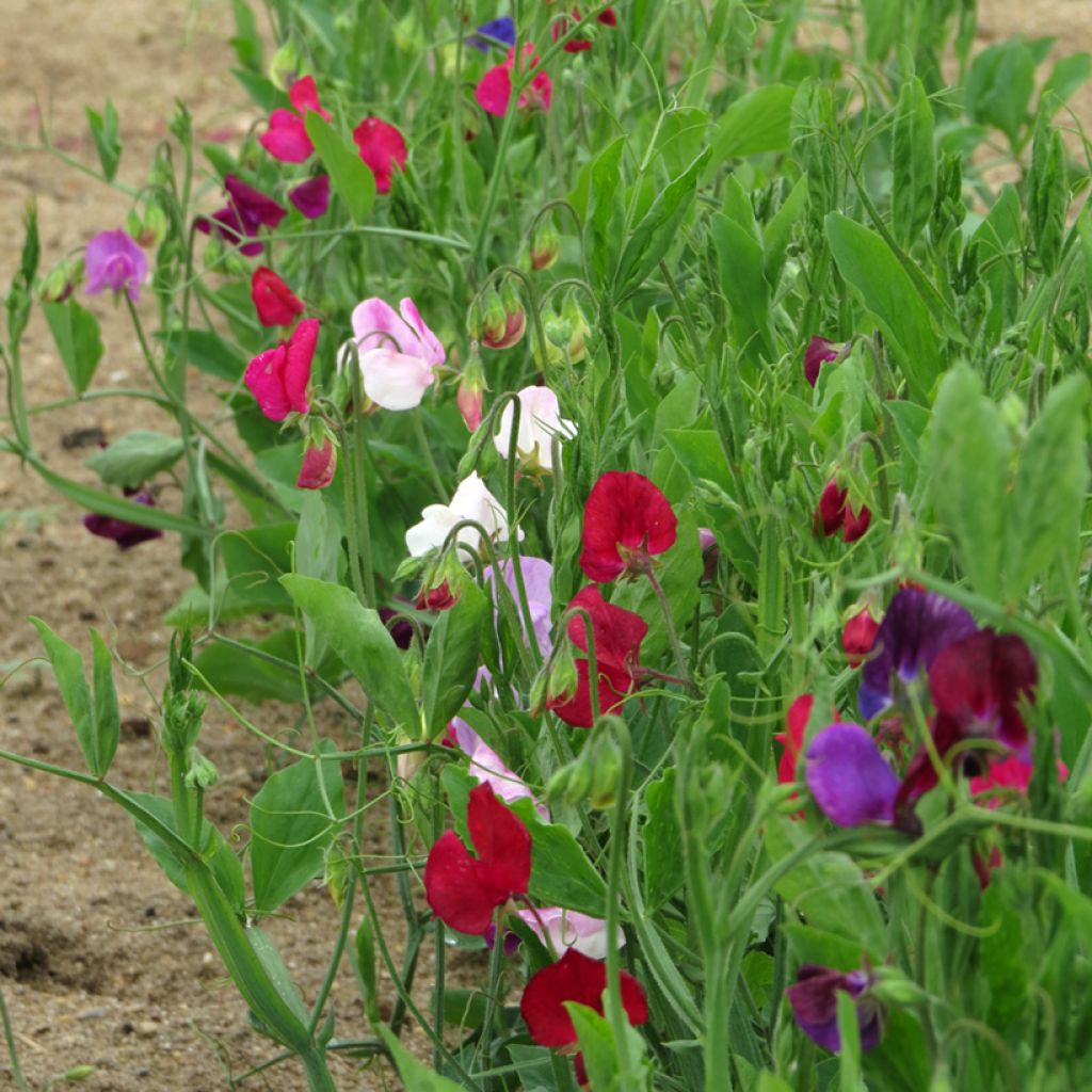 Lathyrus odoratus Bijou Mixed - Dwarf Sweet Pea Seeds