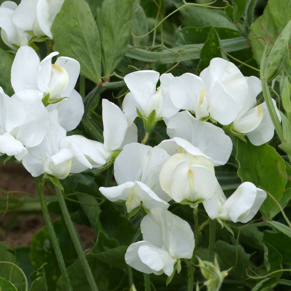 Lathyrus odoratus White Ensign - Sweet Pea Seeds