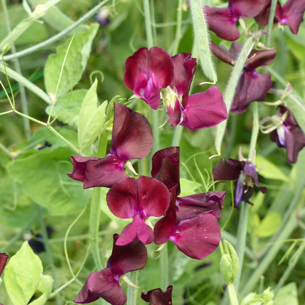 Lathyrus odoratus grandiflora Sunshine Burgundy Seeds - Sweet pea