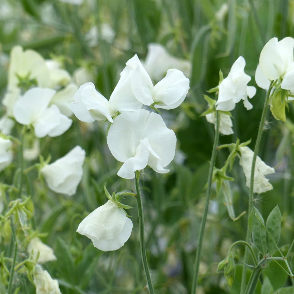 Lathyrus odoratus Spring Sunshine White  Seeds - Sweet Pea