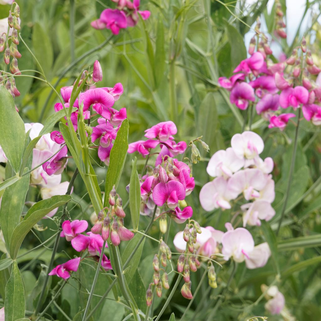 Lathyrus odoratus Everlasting - Sweet Pea Seeds