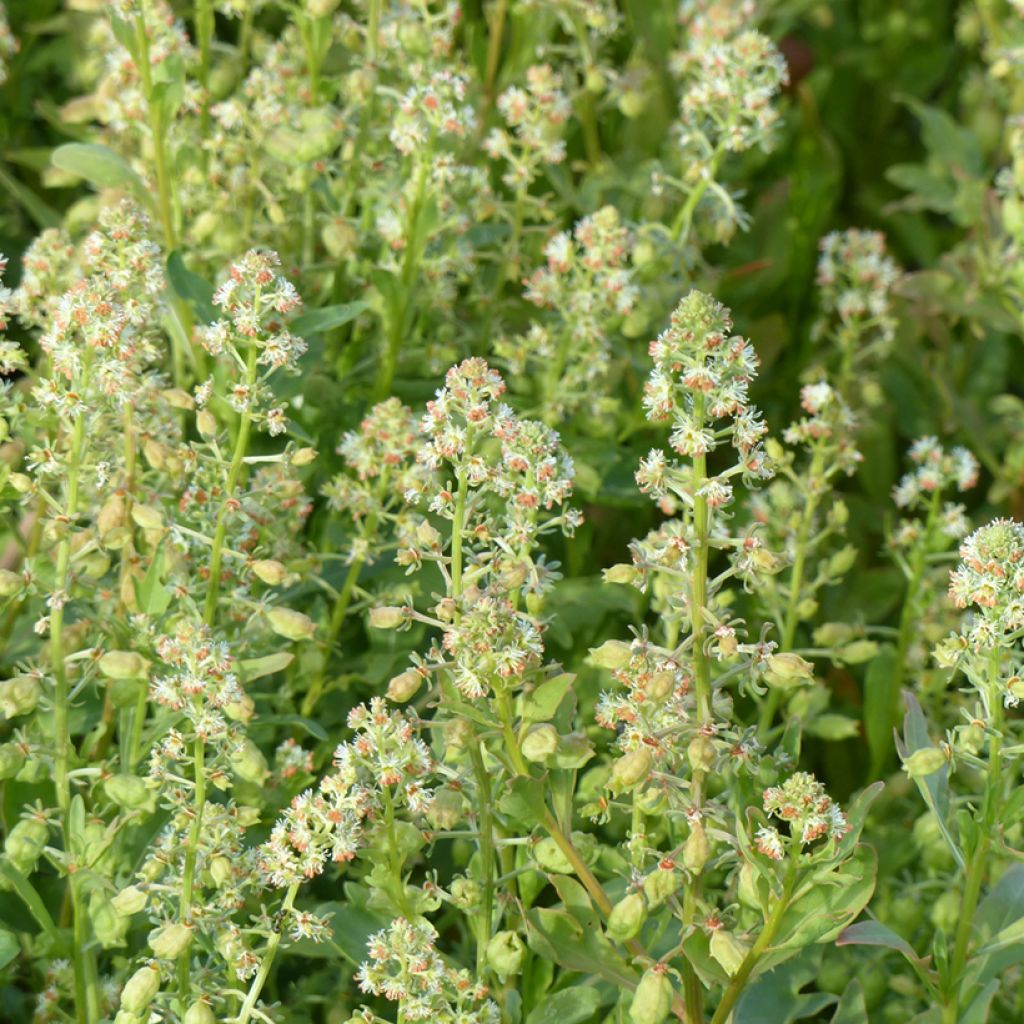 Reseda odorata Grandiflora Seeds - Garden mignonette