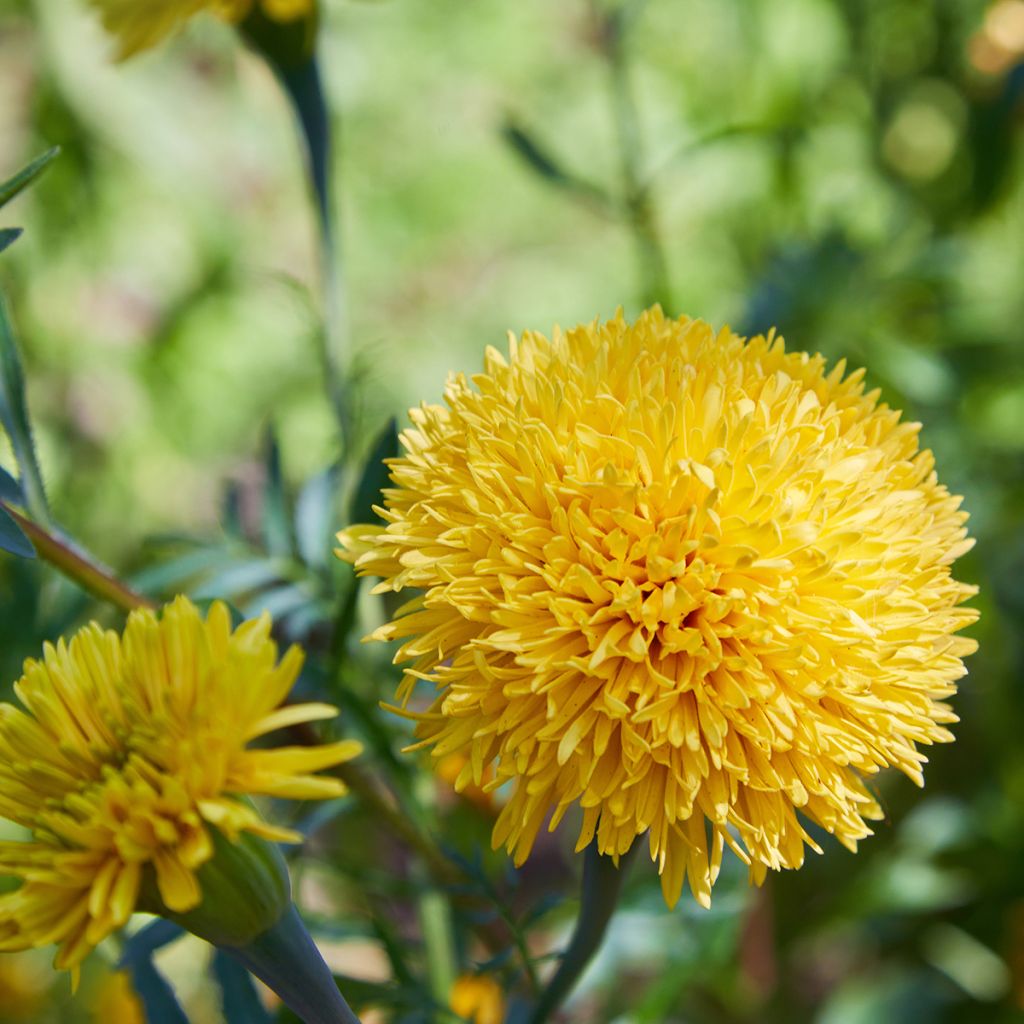 Marigold Mission Giant Yellow - Tagetes erecta seeds