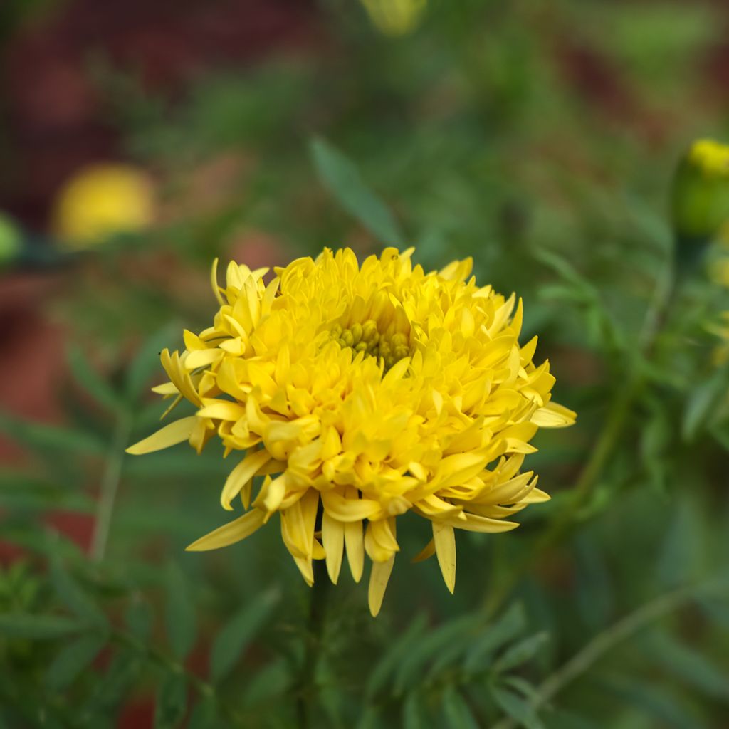 Marigold Mission Giant Yellow - Tagetes erecta seeds