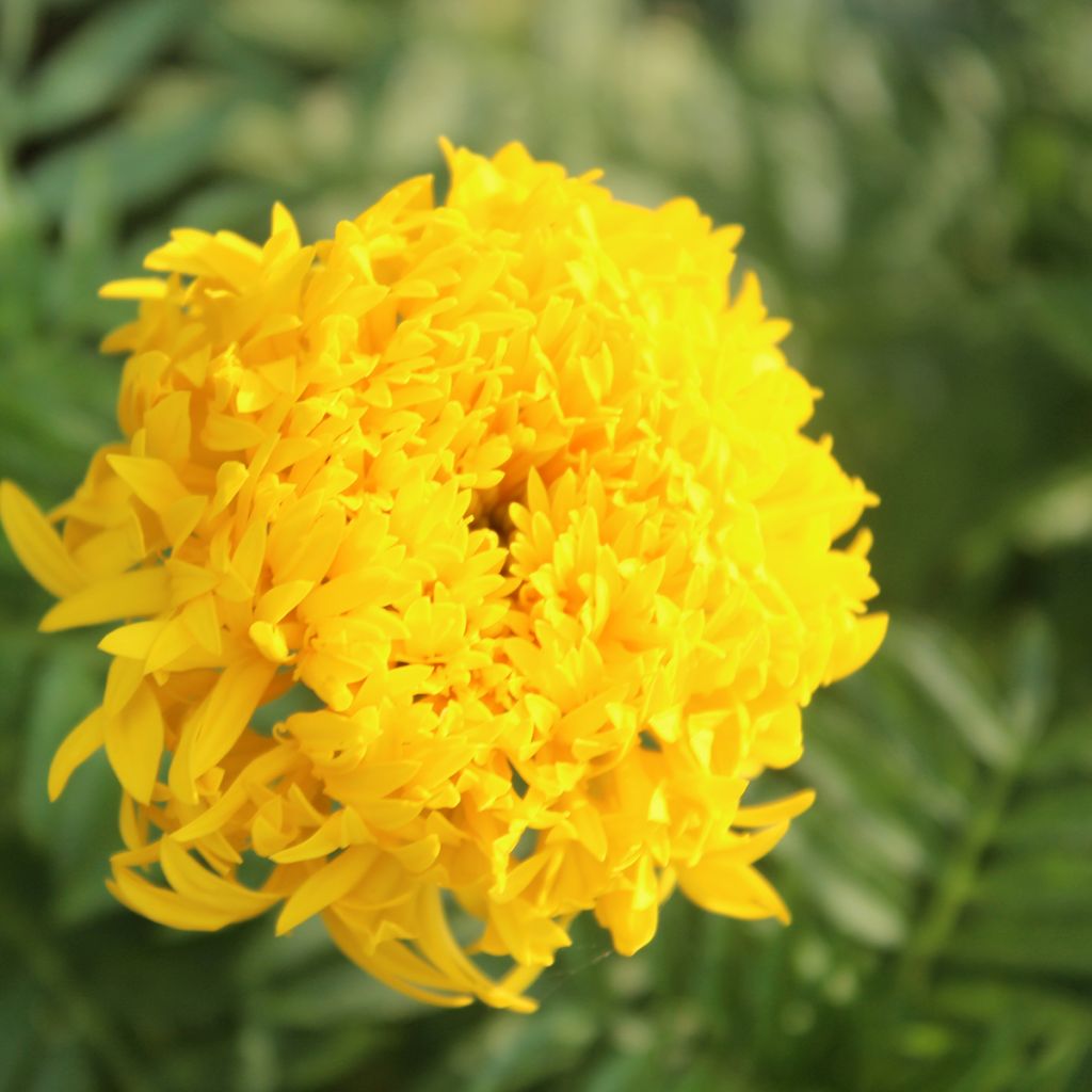 Marigold Mission Giant Yellow - Tagetes erecta seeds